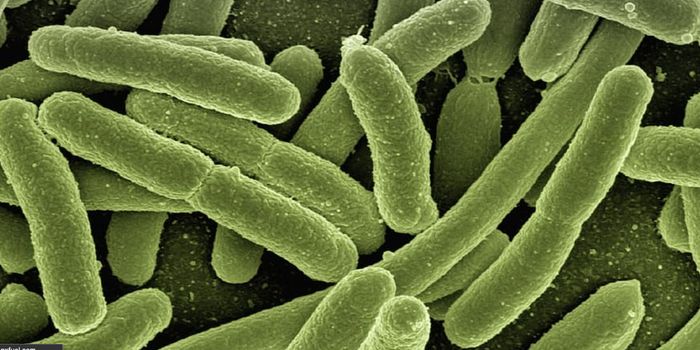 Understanding How the Gut Microbiome is Affected by Temperature