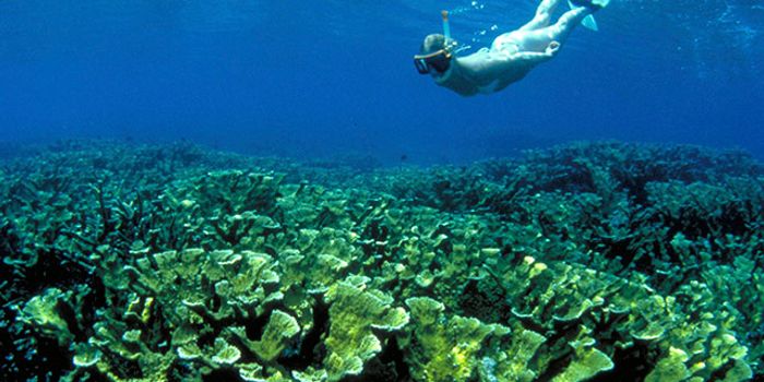 Coral loss may have been a phenomenon long before we thought