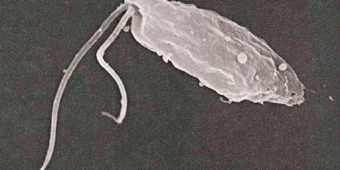 What is this Brain-Eating Amoeba all about?