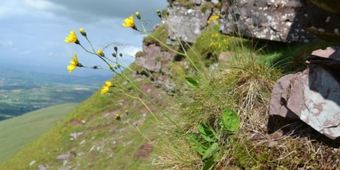 British Flower to be Named for Sir David Attenborough