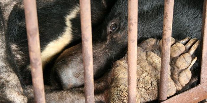 The Horrors of the Bear Bile Trade in Southeast Asia