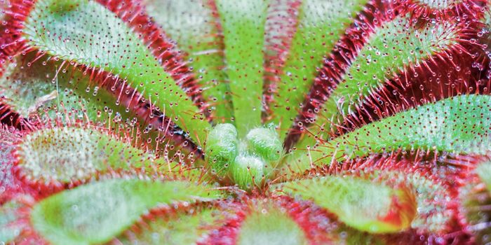 Some Plants May Have Become Carnivorous as a Defense Mechanism