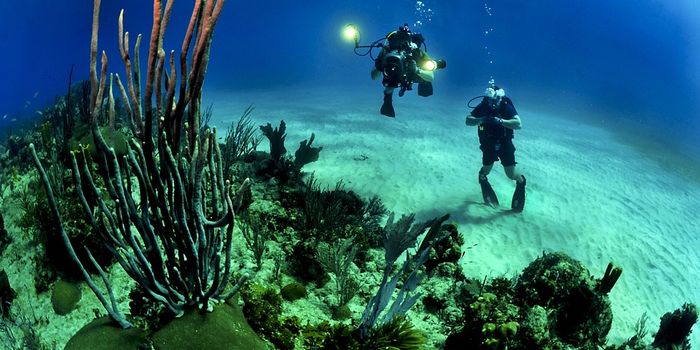 Coral reefs are on the move