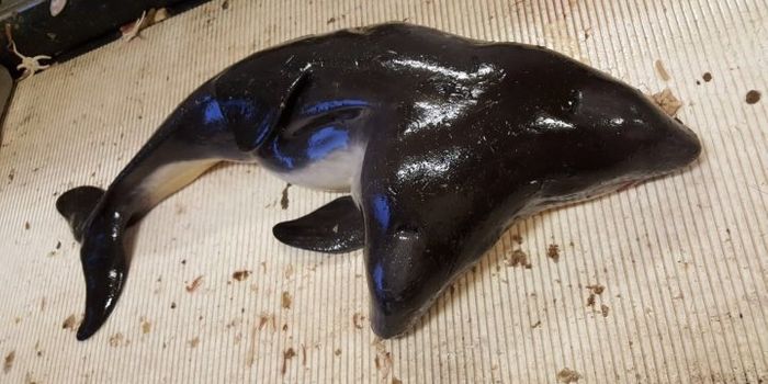Fishermen Find the World's First-Known Two-Headed Porpoise