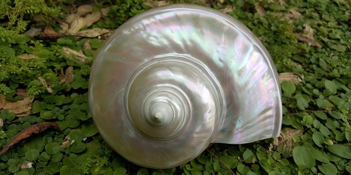 Cracking the structural code of nacre