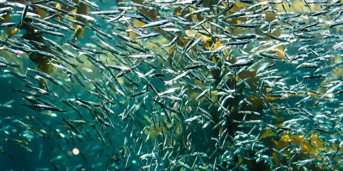 Exploring the swirlonic state of active matter