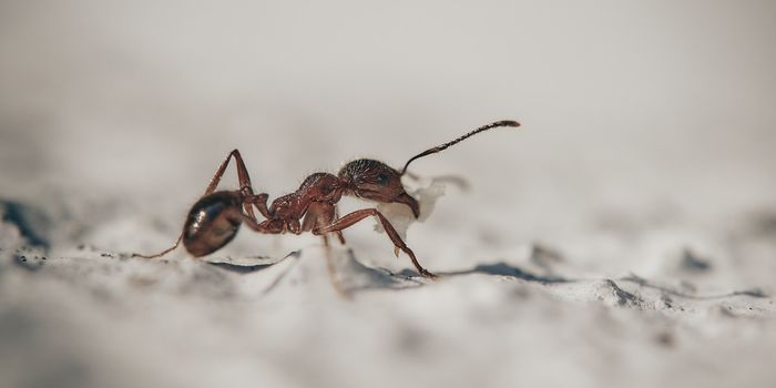 Ant Teeth Can Function Like Miniature Metal Tools