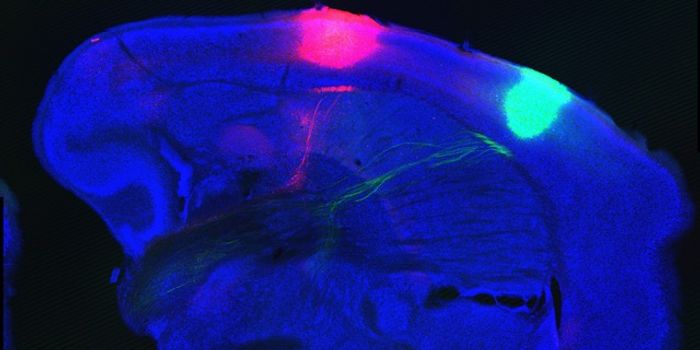 Taste: It's All In Your Head