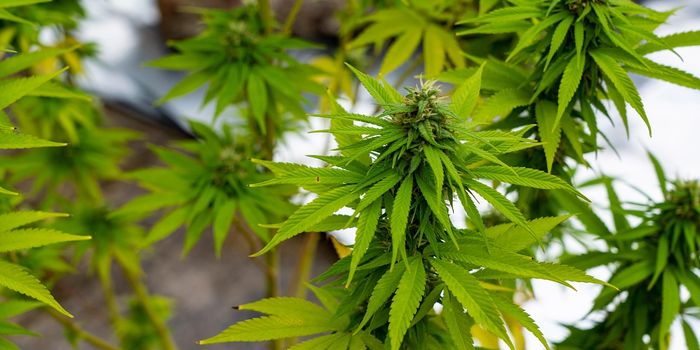 Neolignans from Hemp Root Minimize Cancer Cell Proliferation