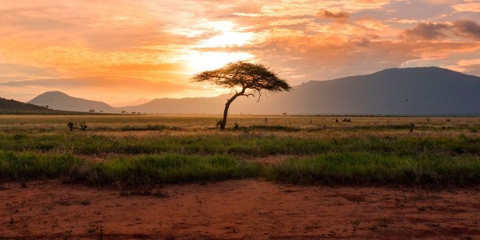 Gates Foundation and NIH Pledge $200 Million for Gene Therapies in Africa