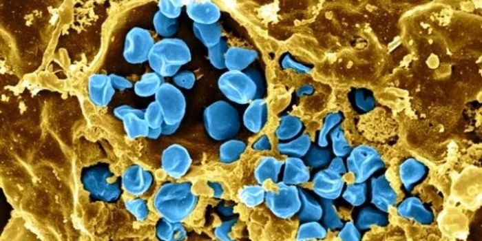 Bacterial Hitchhikers Are Invading