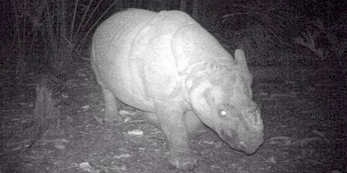 Recent Tsunami in Indonesia Sparks Fear for the Critically-Endangered Javan Rhino