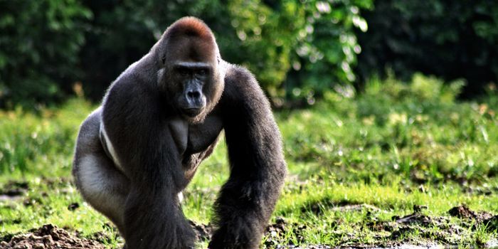 How You Should Feel about Endangered Species Day