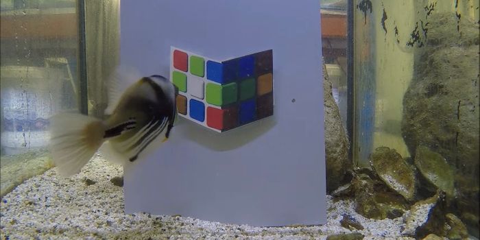 Fish Are Easily Tricked by Optical Illusions, Just Like Humans