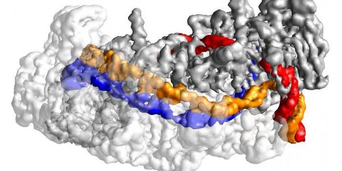 Precise Visualization of CRISPR Tool Aims to Improve Accuracy