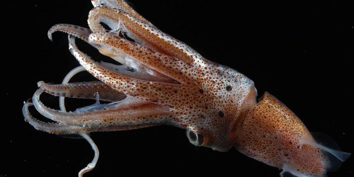 Squid Can Edit Their Own Gene Sequences