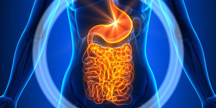 The Connection Between the Microbiome and Heart Disease