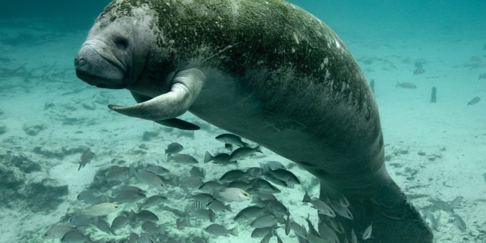 Florida Fish and Wildlife Conservation Commission Spots 6,250 Manatees
