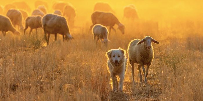 Dog Behaviors are Rooted in Genes