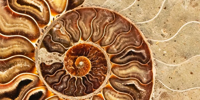 Understanding Latest Permian Mass Extinction Using the Heavy Metal, Mercury