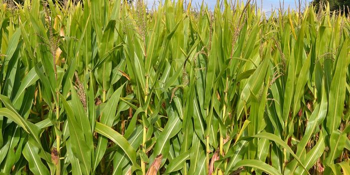 Transgenic Engineering Takes Dangerous Toxin Out of Corn