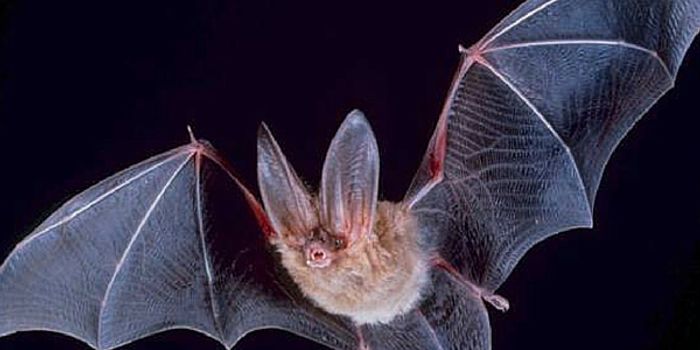 Bats Show How The Brain Filters Noise