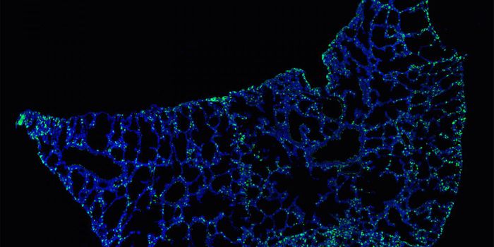 A Newborn's First Breath Forges A Lifetime of Immunity