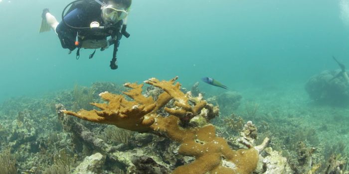The Cell Biology of the Coral Reef