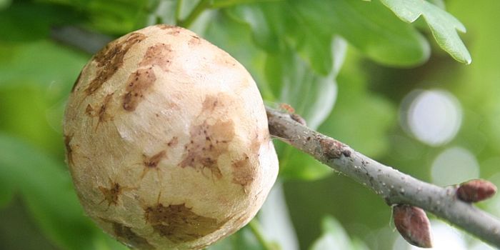 Women: Please Don't Put Wasps Nests in Your Vagina!