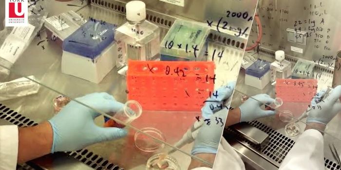 Cardiac Cells Made Into 3D Beating Heart