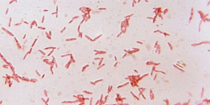 A Specific Gut Microbe is Linked to Severe Malaria