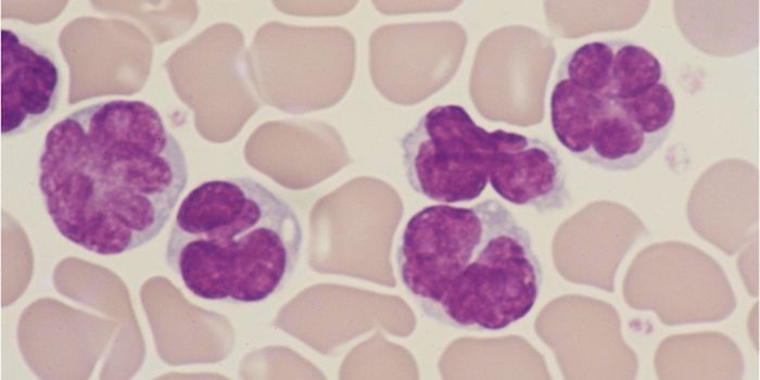 How the HTLV-1 Virus Can Turn Immune Cells Cancerous