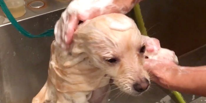 Outbreak of Drug-Resistant Infections Linked to Pet Store Puppies