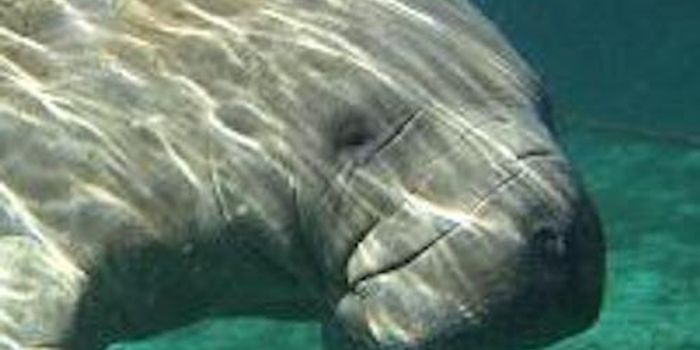 Marine Mammals Lost a Gene That Shields us From Pesticides