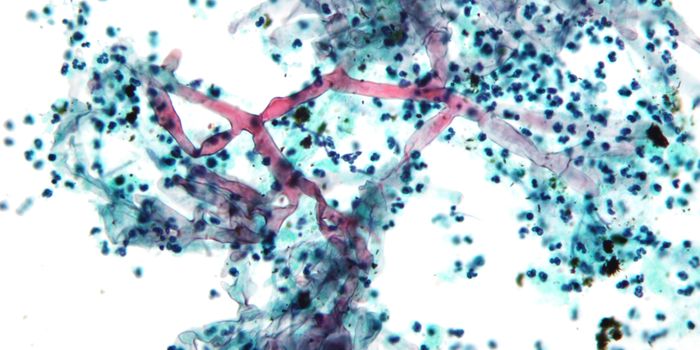 Researchers Learn More About Deadly Fungal Infections