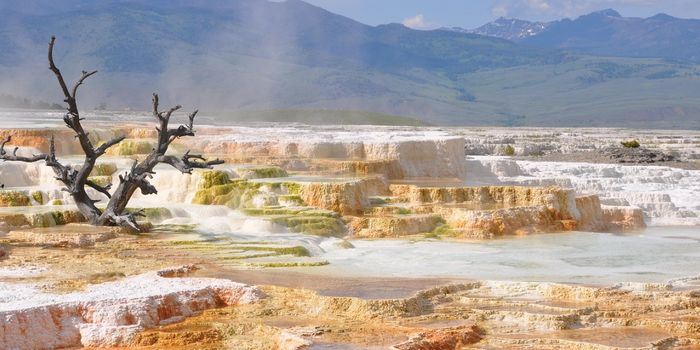 Multiple Methane-Generating Microbes are Discovered