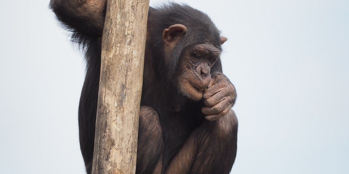 Are Chimpanzees Really As Strong As They're Made Out to Be?