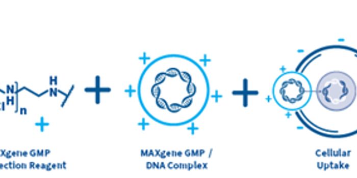 Transfection Reagents for Cell and Gene Therapy