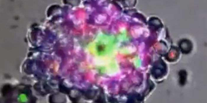 Self-organizing Synthetic Tissues are Getting More Complex