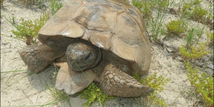 Can We Streamline the Head-Starting Process for Georgia's Gopher Tortoises?