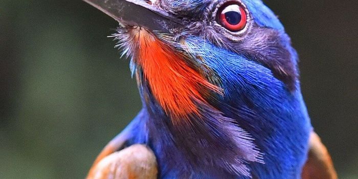 Researchers Quantify How Much Rainforest Cover Cameroon Can Lose Before Birds Suffer
