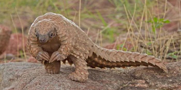 How did you celebrate World Pangolin Day?