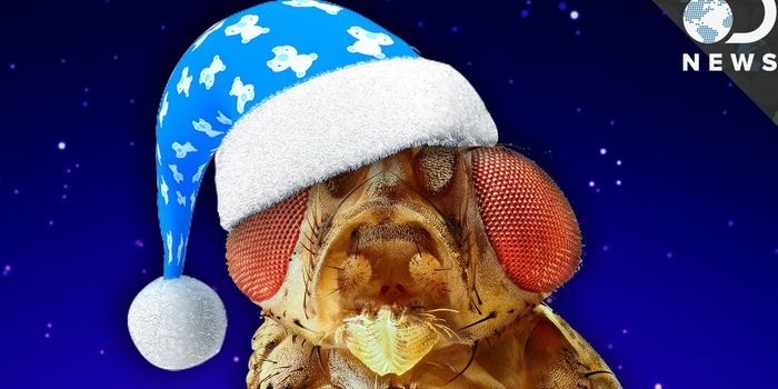 Do Insects Sleep Just Like We Do?