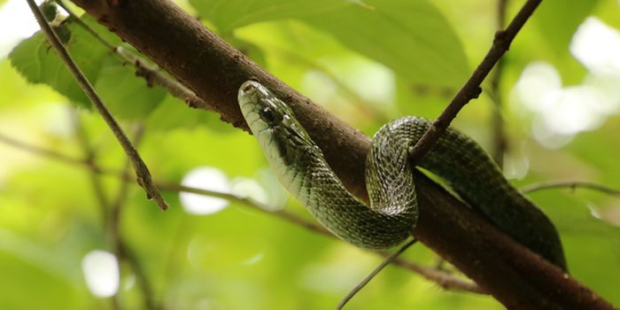 How Have the Fukushima & Deepwater Horizon Disasters Impacted Wildlife?