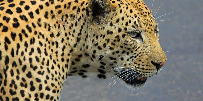 Genetic Tools Can Aid Endangered Species