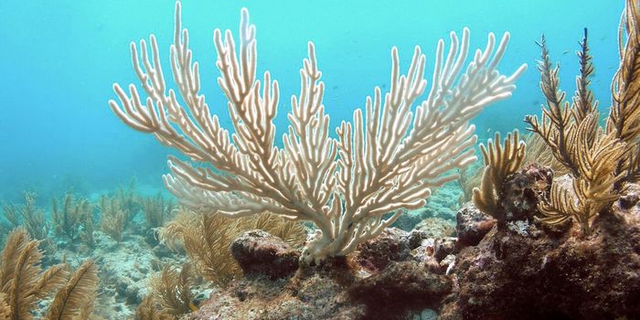 Global Bands of Heat are Forming in the Oceans