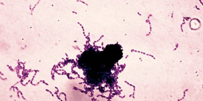 Together, Penicillin & Lysozyme can Create Resistant Infections