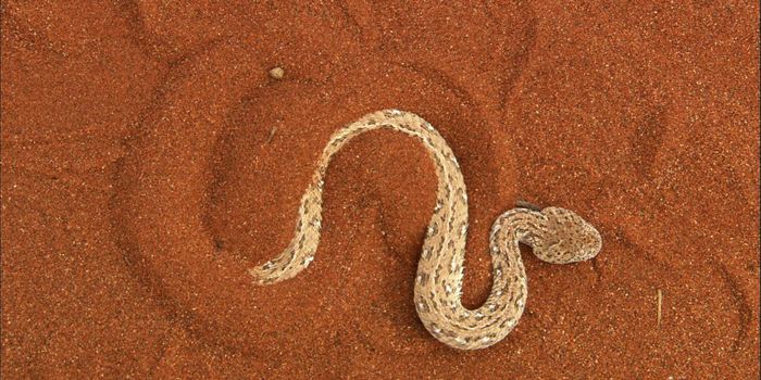 This Sidewinder Snake Slithers at 18 MPH