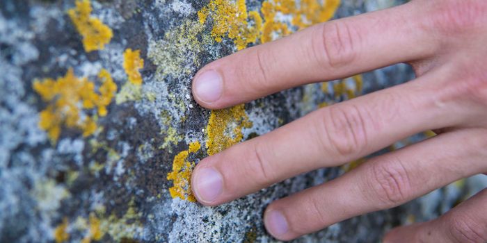 The surprising sex lives of lichen