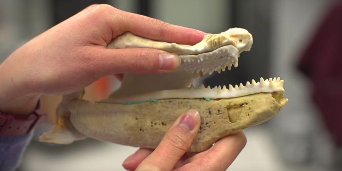With a 400-Million Year Old Fossil and 3D Printing, Scientists Study Teeth Origins